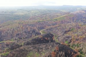 Cross-border forest monitoring in the Bohemian Switzerland/Sächsische Schweiz National Park